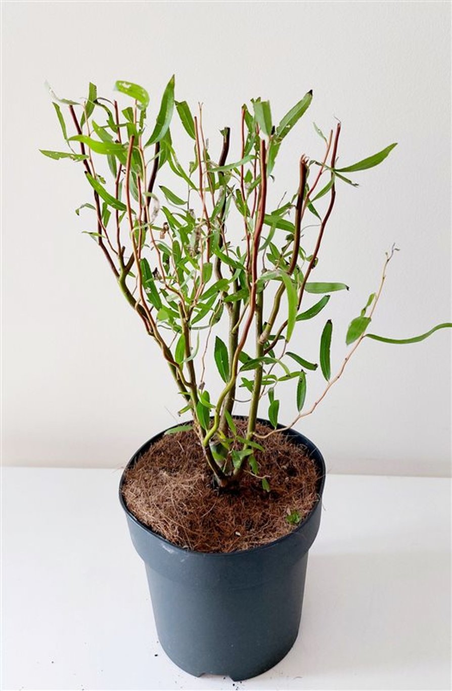 Salix babylonica 'Tortuosa' - C3 60-80 CM